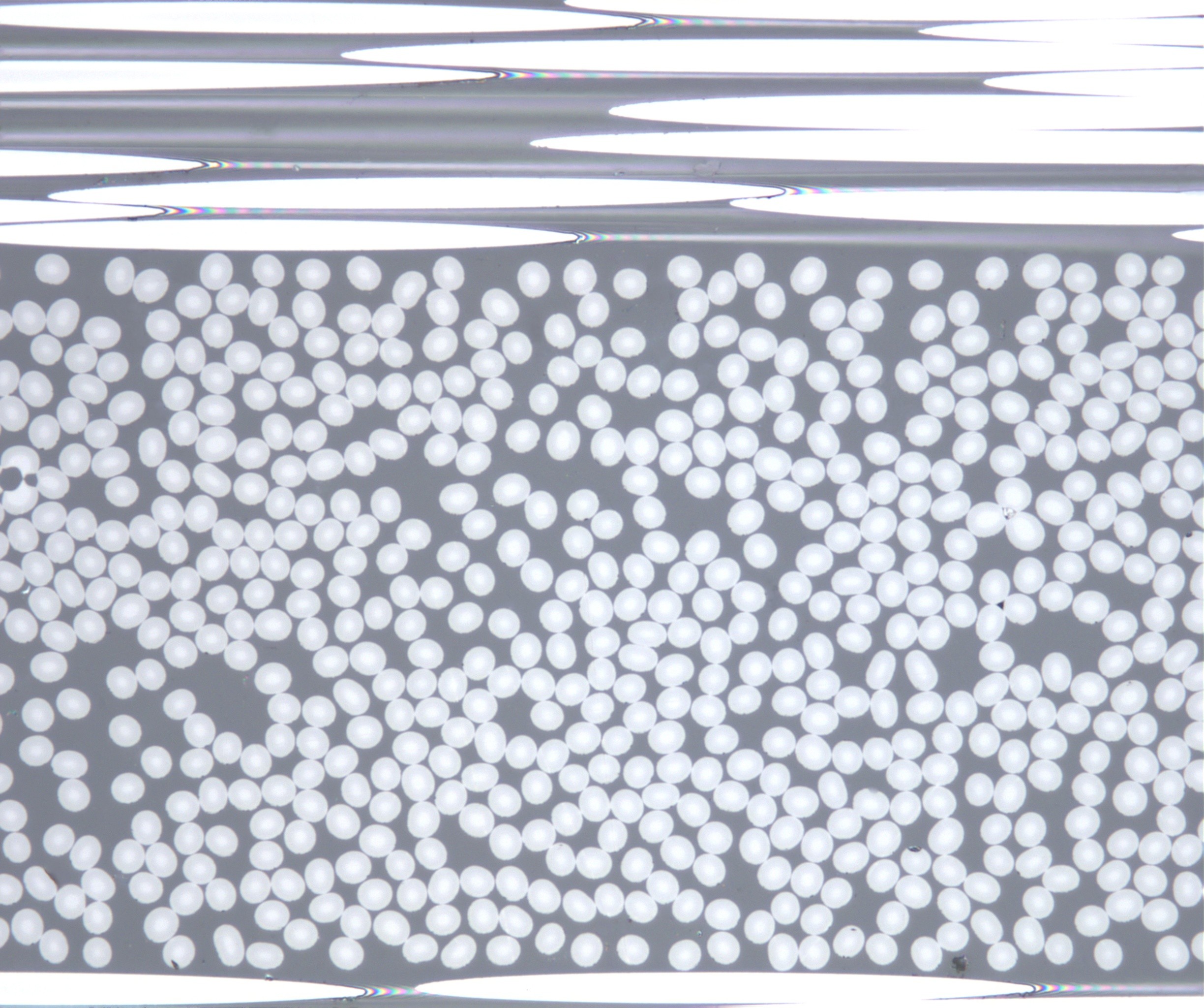 1765521976623344.jpg 1-500x1.jpg