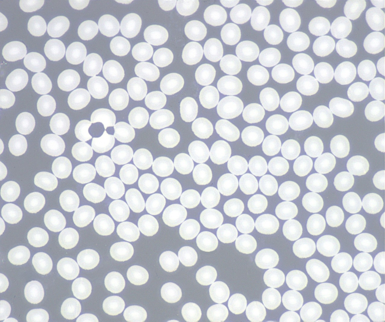 1765522062990374.jpeg 1-1000x1大.jpeg